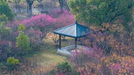 最近的太湖濕地，滿(mǎn)園都是梅花香